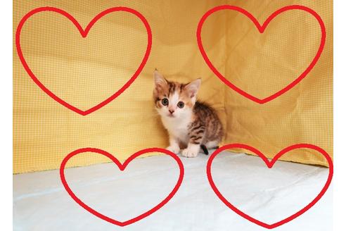 成約済の東京都のスコティッシュフォールド-20280の1枚目