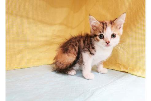 成約済の東京都のスコティッシュフォールド-20280の2枚目