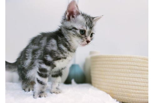 東京都のマンチカン 男の子 21 10 27生まれ 可愛い王子様 子猫id 292 子猫ブリーダーナビ