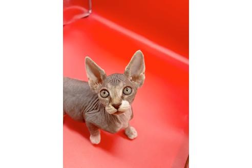 成約済の東京都のスフィンクス-20298の5枚目