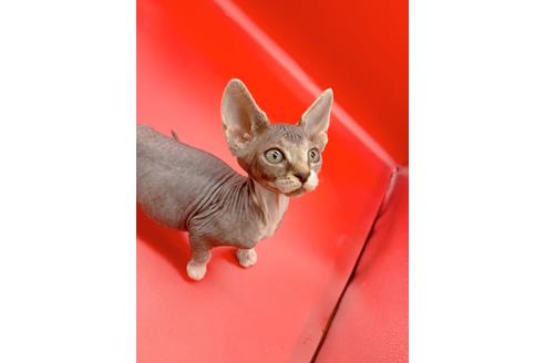 成約済の東京都のスフィンクス-20298の6枚目