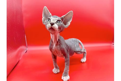 成約済の東京都のスフィンクス-20298の7枚目