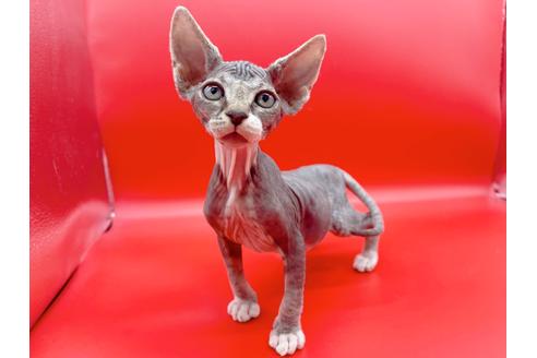 成約済の東京都のスフィンクス-20298の9枚目