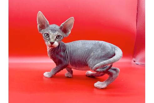 成約済の東京都のスフィンクス-20298の1枚目