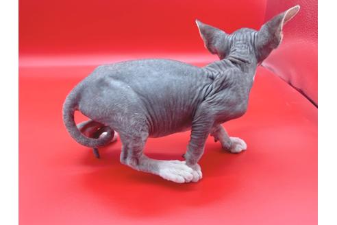 成約済の東京都のスフィンクス-20298の2枚目