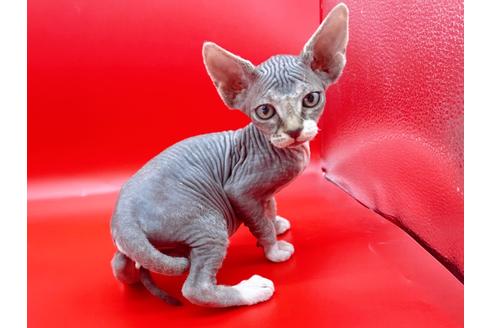 成約済の東京都のスフィンクス-20298の3枚目