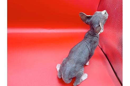 成約済の東京都のスフィンクス-20298の4枚目