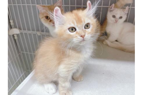 成約済の東京都のその他の猫種-18915の17枚目