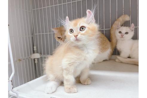 成約済の東京都のその他の猫種-18915の15枚目