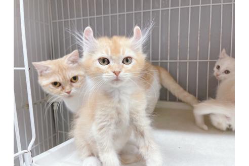 成約済の東京都のその他の猫種-18915の14枚目