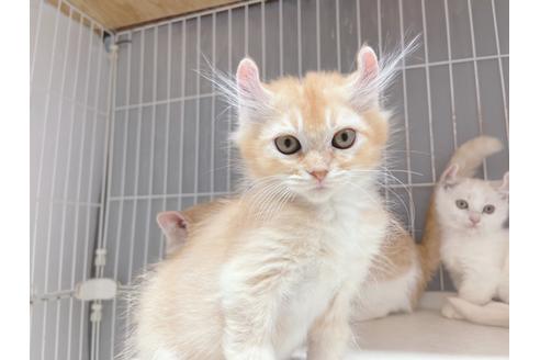 成約済の東京都のその他の猫種-18915の13枚目