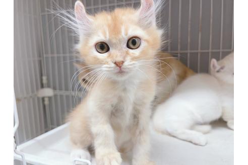 成約済の東京都のその他の猫種-18915の12枚目