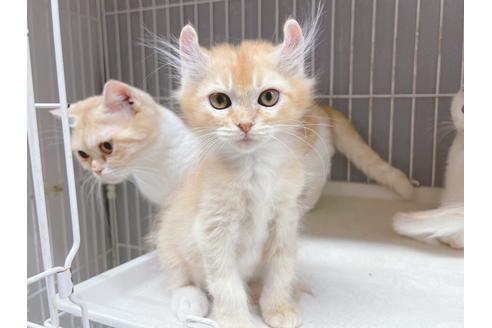 成約済の東京都のその他の猫種-18915の11枚目