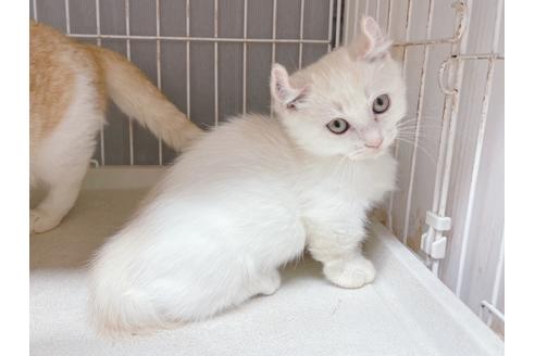 成約済の東京都のその他の猫種-18914の1枚目