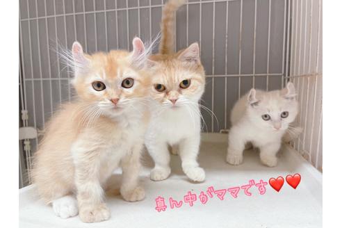 成約済の東京都のその他の猫種-18914の4枚目