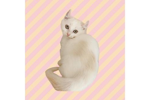 成約済の東京都のその他の猫種-18914の2枚目