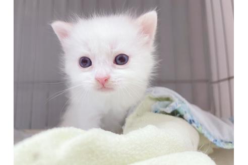 成約済の東京都のマンチカン-20325の18枚目