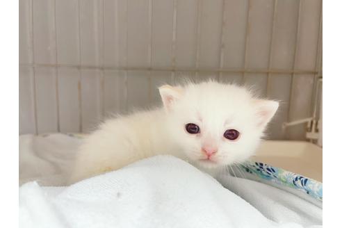 成約済の東京都のマンチカン-20325の19枚目