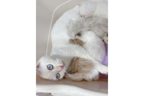 成約済の東京都のマンチカン-20325の17枚目