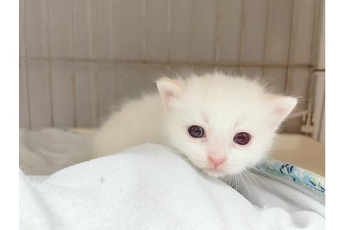 成約済の東京都のマンチカン-20325の16枚目