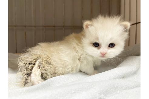 成約済の東京都のマンチカン-20326の2枚目