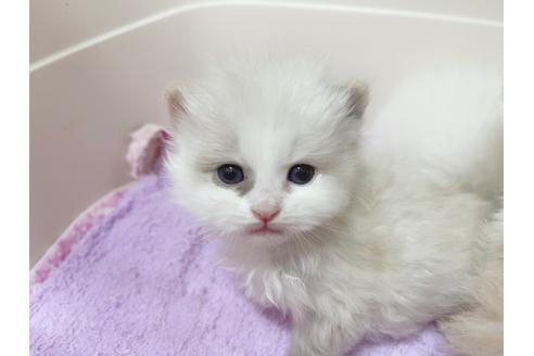 成約済の東京都のマンチカン-20326の1枚目
