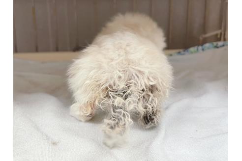 成約済の東京都のマンチカン-20326の4枚目