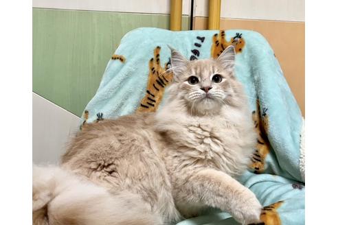 成約済の北海道のノルウェージャンフォレストキャット-17498の1枚目