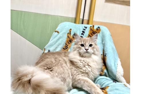 成約済の北海道のノルウェージャンフォレストキャット-17498の2枚目