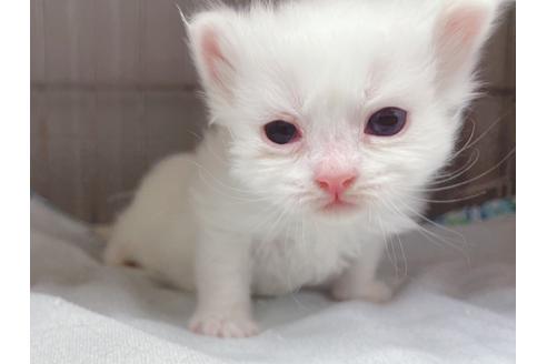 成約済の東京都のマンチカン-20327の12枚目