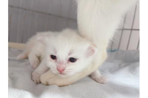 成約済の東京都のマンチカン-20327の13枚目