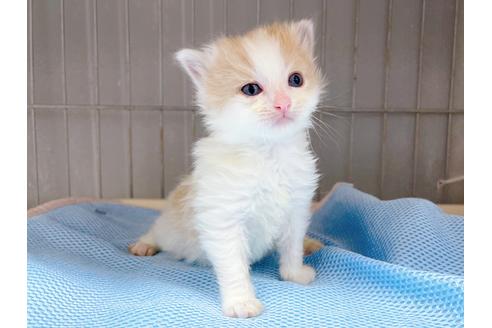 成約済の東京都のマンチカン-20328の1枚目