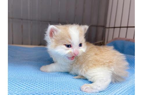 成約済の東京都のマンチカン-20328の8枚目