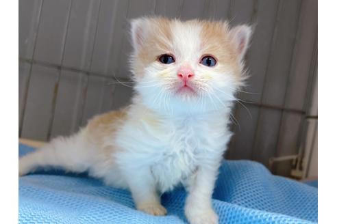 成約済の東京都のマンチカン-20328の3枚目