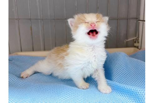 成約済の東京都のマンチカン-20328の4枚目