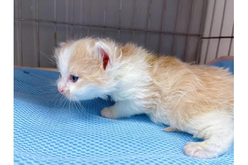 成約済の東京都のマンチカン-20328の5枚目