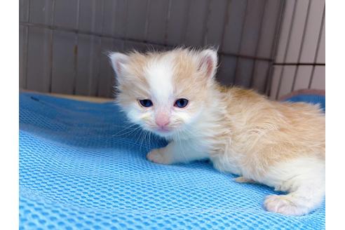 成約済の東京都のマンチカン-20328の6枚目