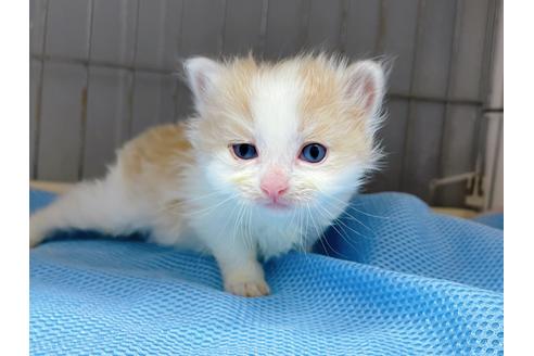 成約済の東京都のマンチカン-20328の2枚目