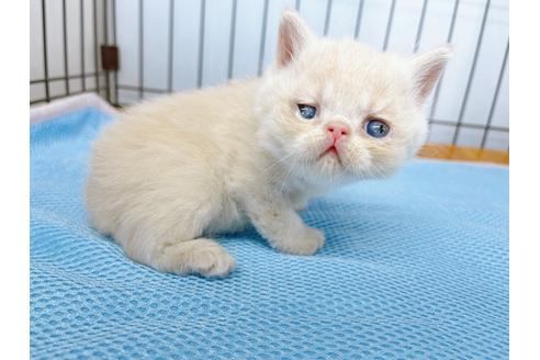 成約済の東京都のエキゾチックショートヘア-20345の4枚目