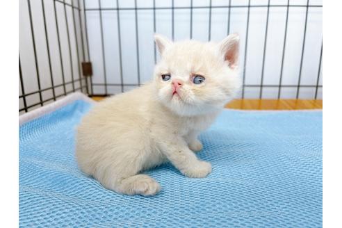 成約済の東京都のエキゾチックショートヘア-20345の5枚目