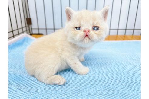 成約済の東京都のエキゾチックショートヘア-20345の6枚目