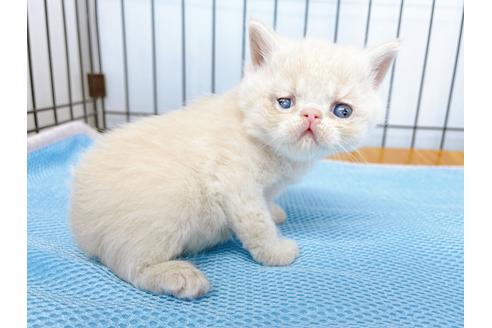 成約済の東京都のエキゾチックショートヘア-20345の7枚目