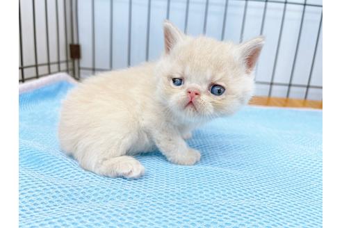 成約済の東京都のエキゾチックショートヘア-20345の8枚目