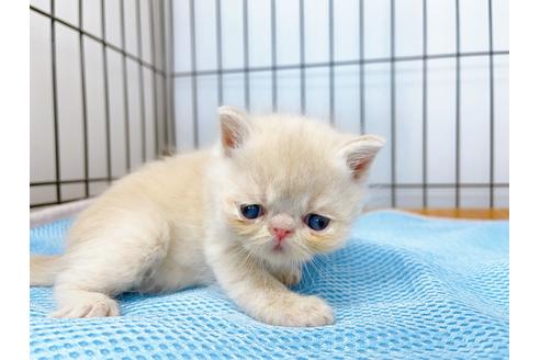 成約済の東京都のエキゾチックショートヘア-20344の10枚目