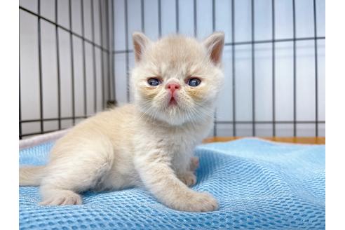 成約済の東京都のエキゾチックショートヘア-20344の11枚目