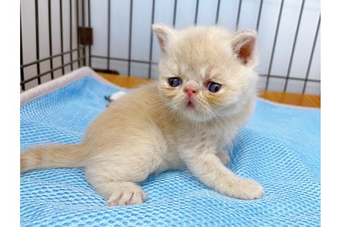 成約済の東京都のエキゾチックショートヘア-20344の12枚目