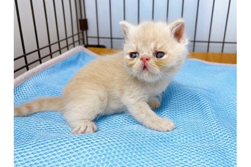 成約済の東京都のエキゾチックショートヘア-20344の7枚目