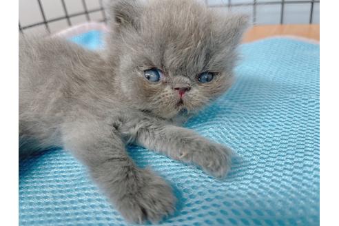 成約済の東京都のエキゾチックショートヘア-20341の11枚目