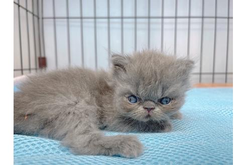 成約済の東京都のエキゾチックショートヘア-20341の12枚目