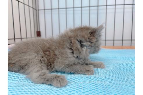 成約済の東京都のエキゾチックショートヘア-20341の7枚目